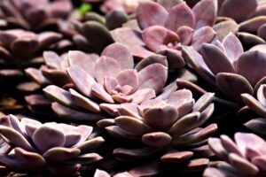 電気プランのおすすめはどれ？